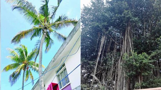 Arbres dangereux : un banian menace une maison en tôle