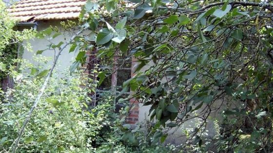 Terrain voisin laissé à l’abandon : les galères d’une Portlouisienne de 85 ans