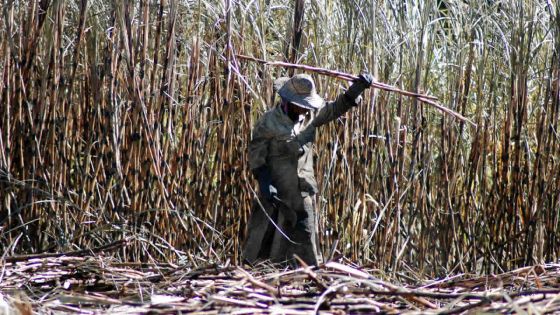 Menace à la sécurité alimentaire : Rs 35 M sacrifiées au profit du secteur sucre