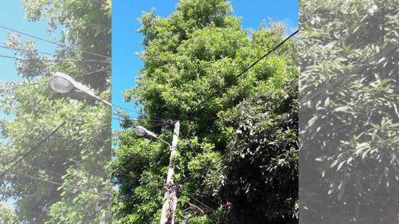 À Goodlands : l’arbre de tous les dangers