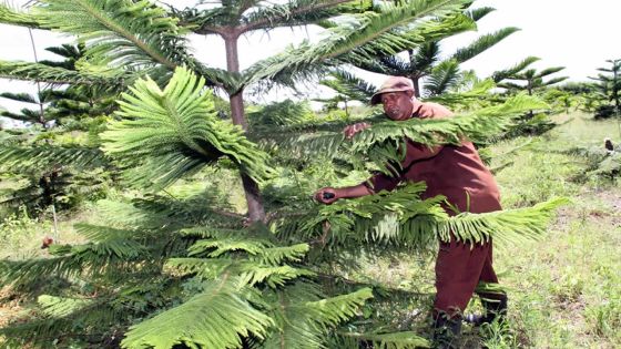 Culture : mon bel araucaria !