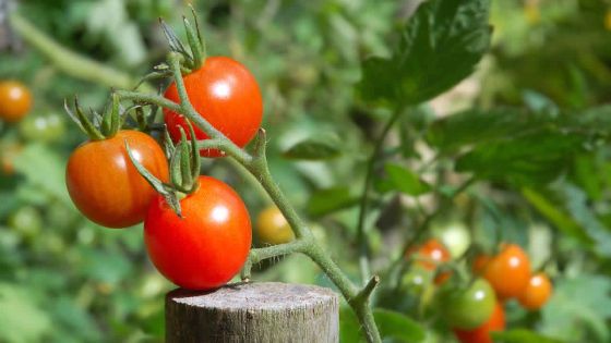 Consommation : les prix de certains légumes prennent l’ascenseur 