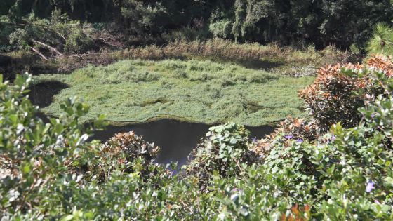 Trou-aux-Cerfs : ancien cratère d’un volcan dormant