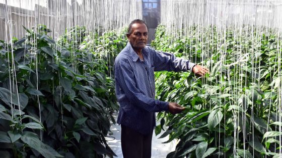 L’amour des Kisnah pour la terre : la serriculture à 70 ans