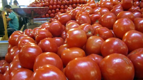 Sondage sur les légumes : le prix de la pomme d’amour grimpe en flèche