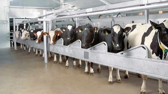 Lait : baisse de presque deux tiers de la production locale