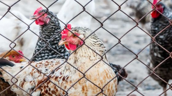 Poulet : Avipro mise sur la transparence