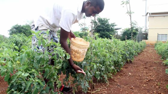 Votre argent : comment faire des économies en ayant son propre potager