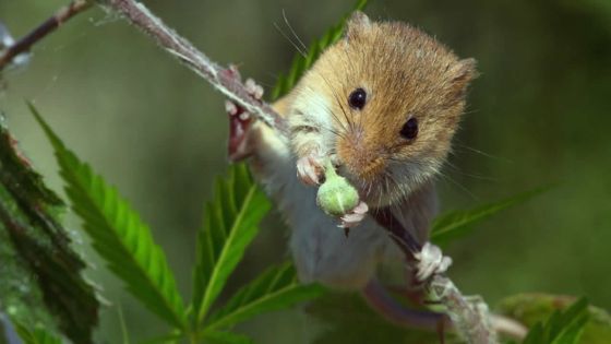 Argentine : des policiers accusent des rats pour la disparition d’une demi-tonne de gandia
