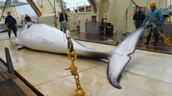 Chasse à la baleine: le Japon tue 333 cétacés dans l'Antarctique