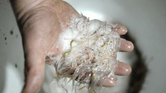 France : deux contrebandiers de bébés anguilles condamnés à 7 mois de prison