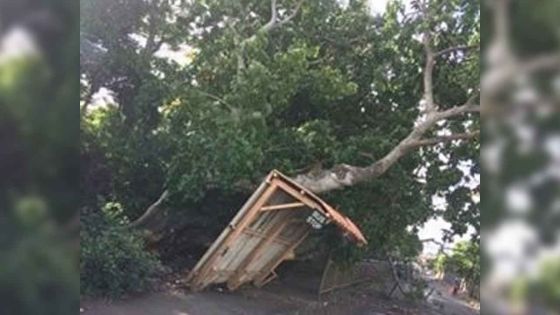 Intempéries: les fortes rafales causent la chute de plusieurs arbres