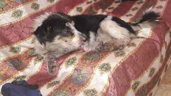 La bouleversante histoire de Blacky et Dipsy, deux chiens agressés au sabre