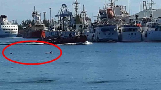 Rade de Port-Louis : des dauphins «se donnent en spectacle depuis deux semaines»