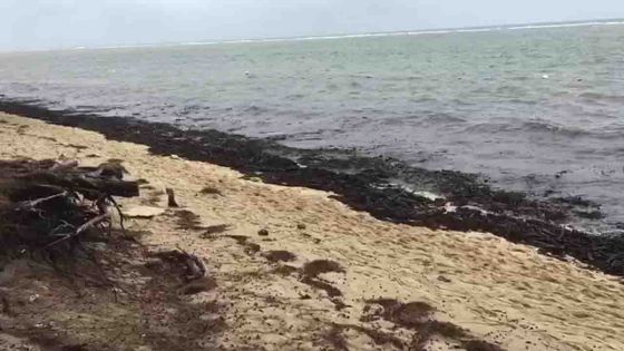La plage de Flic-en-Flac après le passage de Berguitta