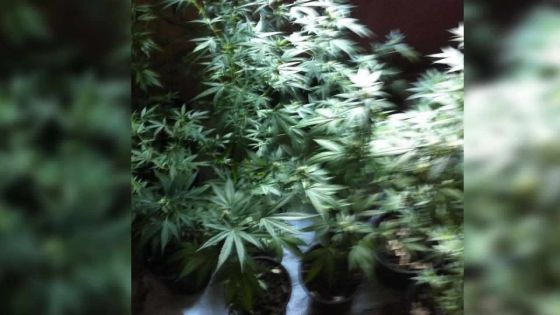Flacq : la police cherchait des objets volés chez un suspect, mais découvre des plants de gandia