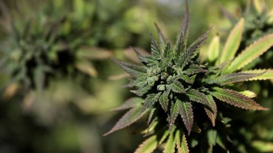 Une start-up canadienne brasse de la bière au cannabis