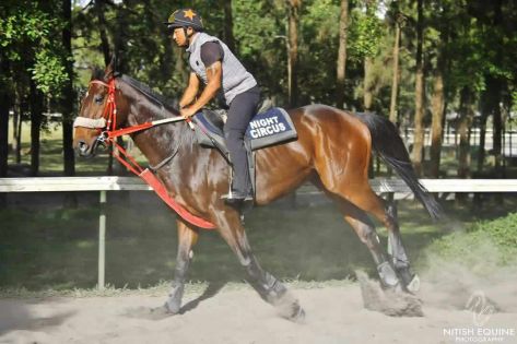 Hippisme : le cheval de l'écurie Gujadhur, Night Circus, retrouvé mort dans son box