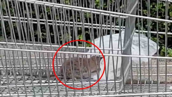 Un rat dans un caddie à Bagatelle