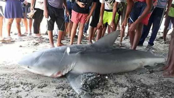 Requins dans nos lagons : une étude pour faire le lien entre les squales et l’aquaculture