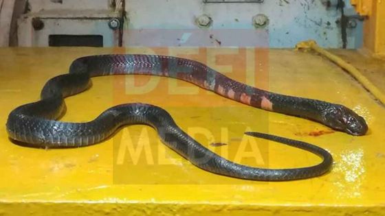 Rade de Port-Louis : un «serpent» découvert dans un conteneur