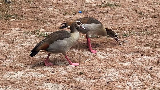 Plage de Wolmar : d’où viennent ces deux oiseaux ?