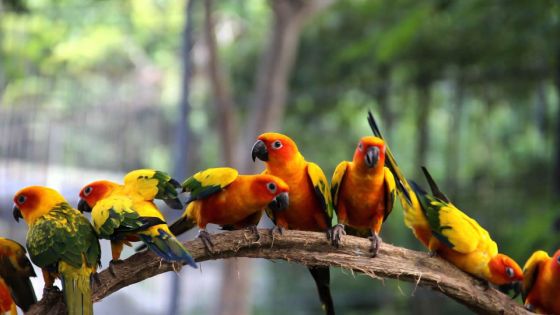 Saisie d’une valise qui contenait 150 oiseaux : le gazouillement des oiseaux interpelle les préposés de l’aéroport