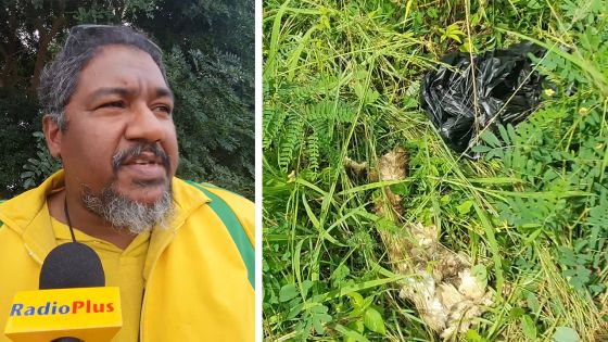 Soupçons de trafic de viande de chien 