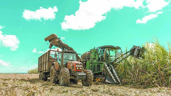 Canne à sucre : L’âme des champs... l’or en cristaux