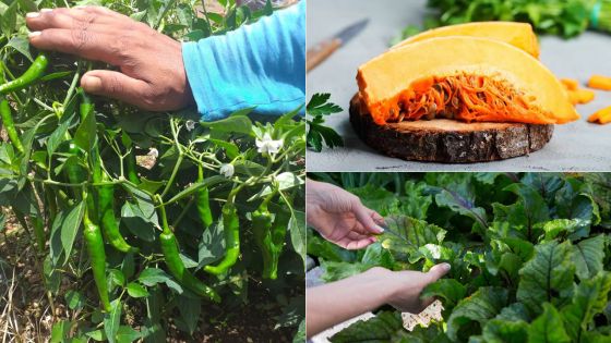 Conséquence du cyclone : ces légumes qui sont rares sur le marché 