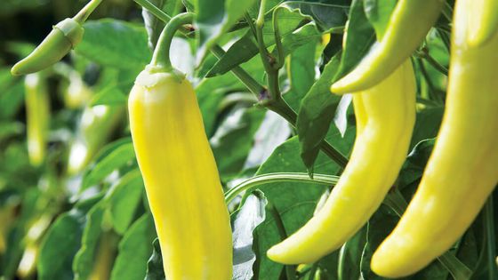 Dans l’est : vol de bananes et de piments dans des plantations