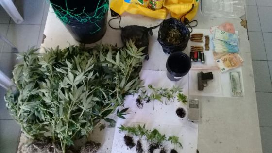 La Gaulette : 19 plants de cannabis et un pistolet saisis, deux suspects arrêtés