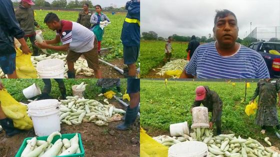 L'après-Batsirai : inquiétudes de Nevin Garsee, planteur