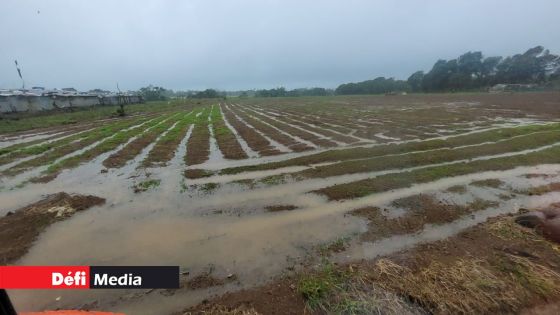 Mauvais temps : vers une hausse des prix des légumes 