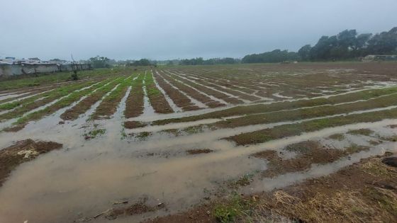 Batsirai : manque à gagner d’environ Rs 1,4 milliard pour l’économie mauricienne