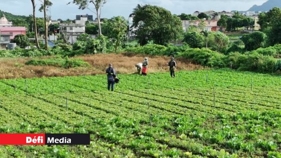 La validité des Planter’s/Breeder’s Cards étendue jusqu’au 30 juin