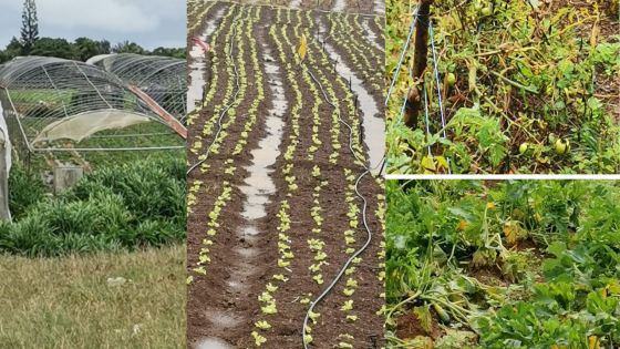 Post-Freddy : environ 80 % des légumes affectés, selon une association