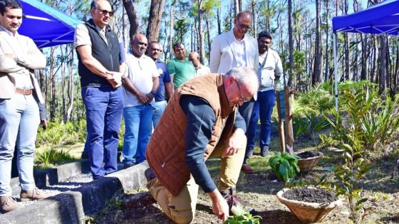 Arbuste sauvé grâce aux biotechnologies : Maurice témoin d’une «première mondiale» 