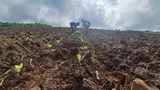 Intempéries : les planteurs face à la tempête économique