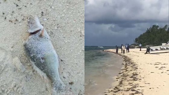 Pointe-d’Esny : des poissons morts découverts 