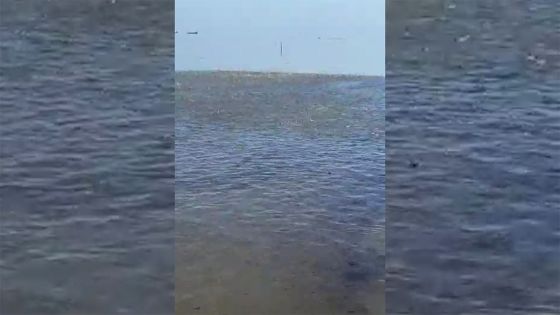 Marée noire : les poissons en danger à Anse-Jonchée
