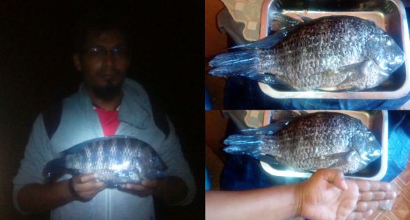 Albion : il pêche un tilapia géant de 1,5 kilo