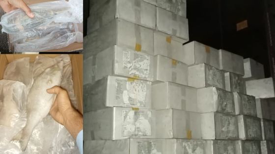 Importation illégale : saisie de 3 tonnes de poissons « Capitaine », trois gros importateurs verbalisés