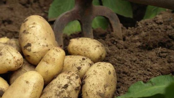 Le champignon Pala affecte les cultures de pomme de terre et tomate