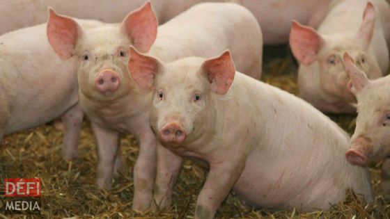 Les éleveurs de porcs dans la tourmente, selon la Mauritius Pig Marketing Cooperative Federation