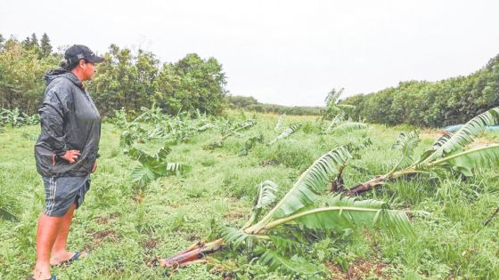 Post-Belal : une hausse entre 15 % et 20 % à prévoir sur les prix des légumes