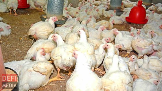 Vols de poulets, whisky et de bijoux : le butin estimé à Rs 600 000