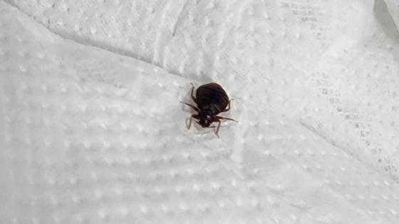 Insalubrité - hygiène à l’hôpital de Rose-Belle : ô punaises!