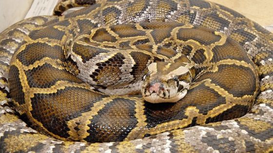 Indonésie : une femme retrouvée morte dans l'estomac d'un python