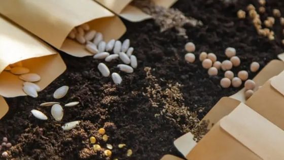 À Quatre-Sœurs : Vol de Rs 113, 800 de semences et de fertilisants